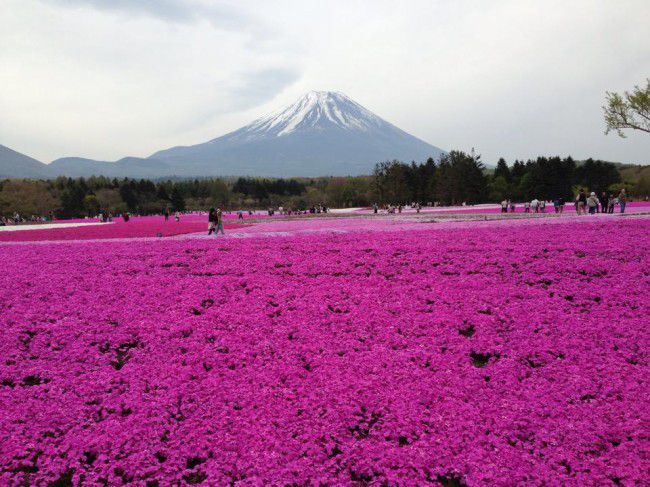 ＿富士山　芝桜　本栖湖n