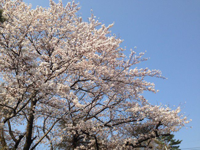 河口湖　4月　桜　花見　旅行