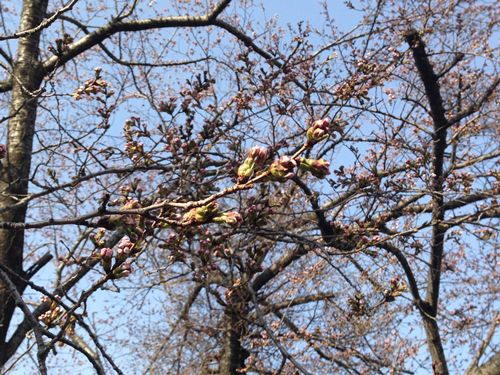 河口湖温泉　桜