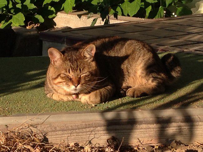 河口湖　猫