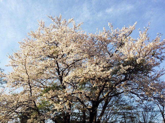 河口湖　桜_R