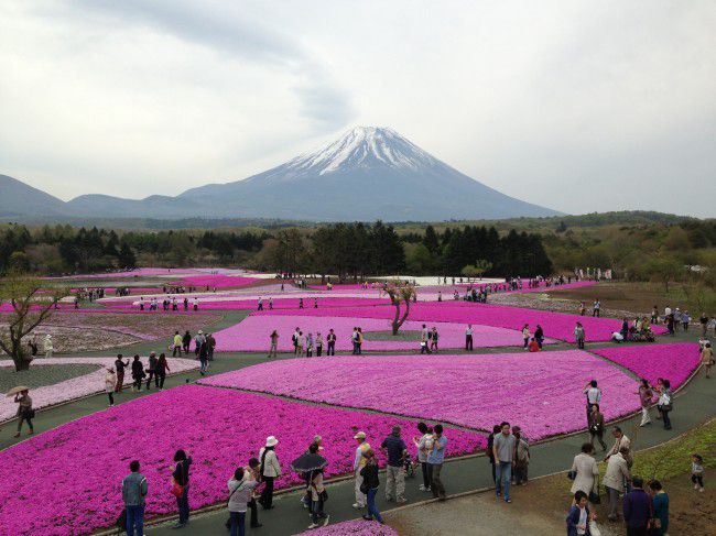 富士芝桜まつり　渋滞情報