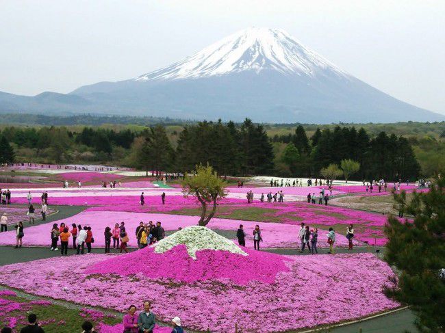 富士芝桜まつり＿n