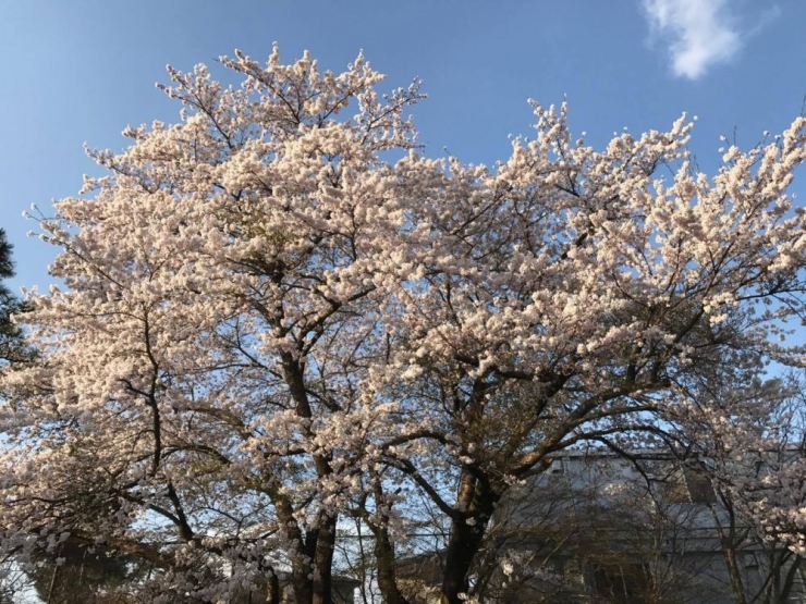 大池ホテル